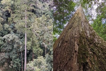 大安溪台灣杉巨木高84.1公尺　創東亞第一