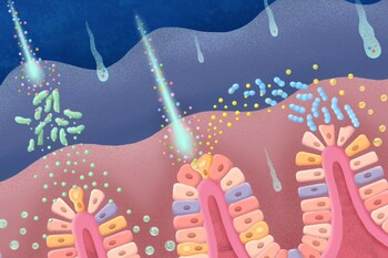 成大、嘉大團隊破解塑膠微粒擾動腸道菌相之謎　成果登國際頂尖期刊